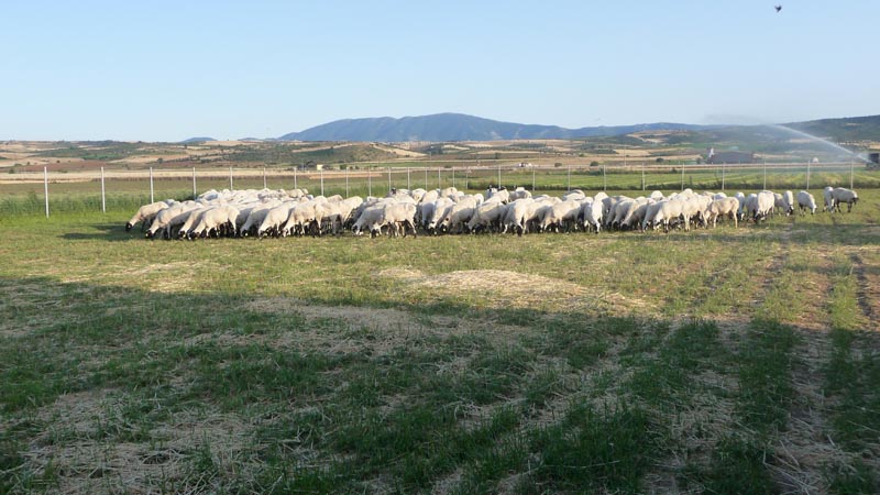 Πρόβατα