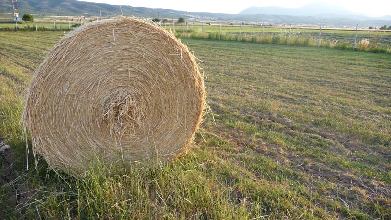 Άρμεγμα